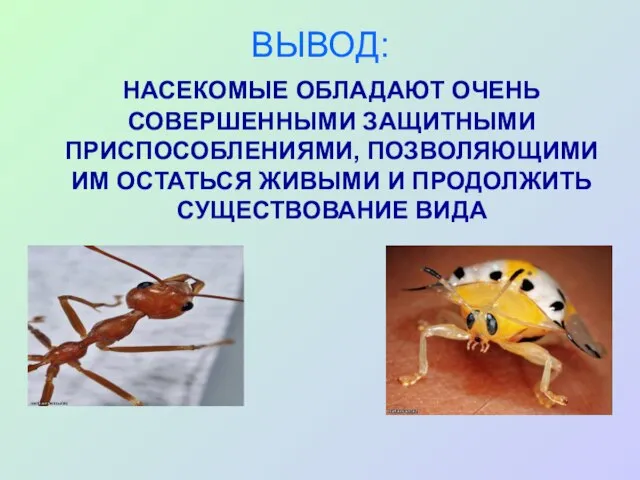 ВЫВОД: НАСЕКОМЫЕ ОБЛАДАЮТ ОЧЕНЬ СОВЕРШЕННЫМИ ЗАЩИТНЫМИ ПРИСПОСОБЛЕНИЯМИ, ПОЗВОЛЯЮЩИМИ ИМ ОСТАТЬСЯ ЖИВЫМИ И ПРОДОЛЖИТЬ СУЩЕСТВОВАНИЕ ВИДА