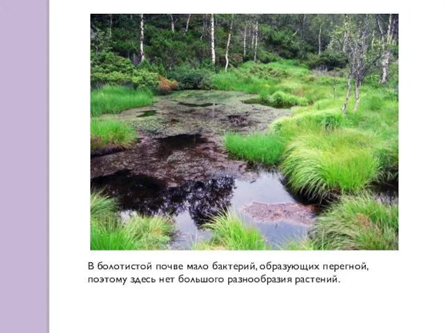 В болотистой почве мало бактерий, образующих перегной, поэтому здесь нет большого разнообразия растений.