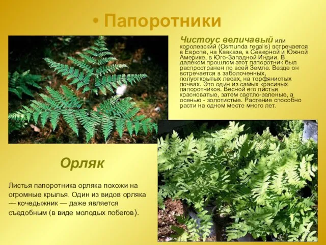 Папоротники Чистоус величавый или королевский (Osmunda regalis) встречается в Европе, на Кавказе,