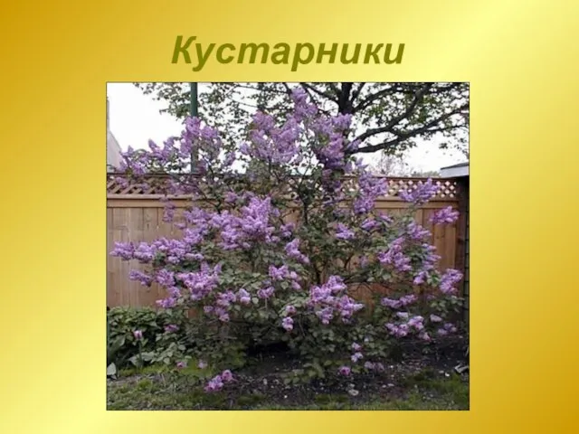 Кустарники