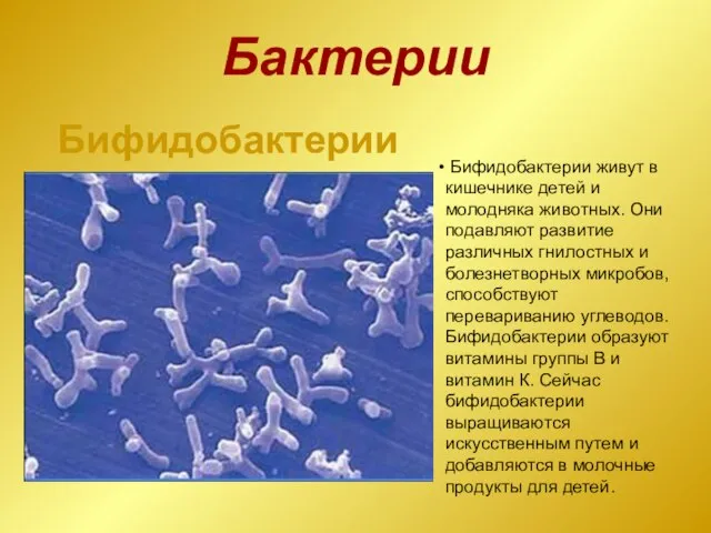 Бактерии Бифидобактерии живут в кишечнике детей и молодняка животных. Они подавляют развитие