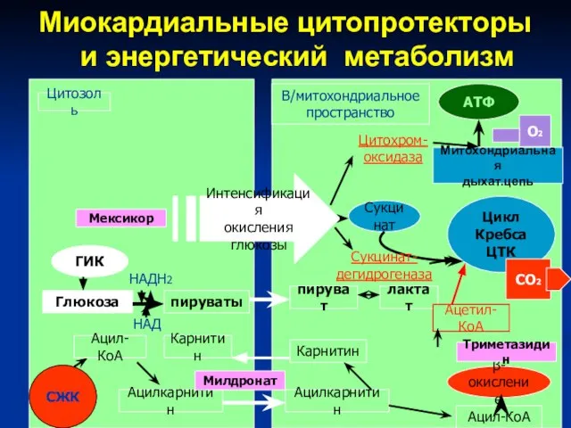 Миокардиальные цитопротекторы и энергетический метаболизм СЖК ГИК Интенсификация окисления глюкозы Цитозоль АТФ