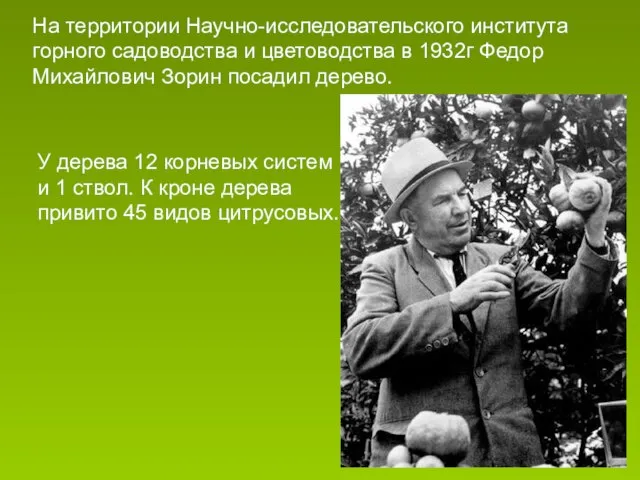 На территории Научно-исследовательского института горного садоводства и цветоводства в 1932г Федор Михайлович