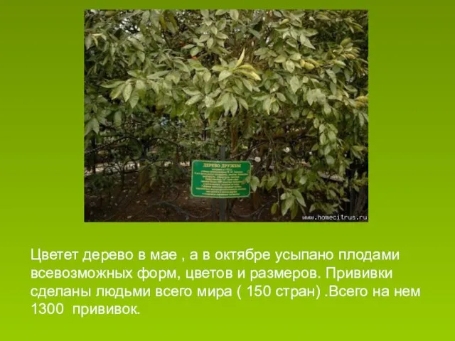 Цветет дерево в мае , а в октябре усыпано плодами всевозможных форм,