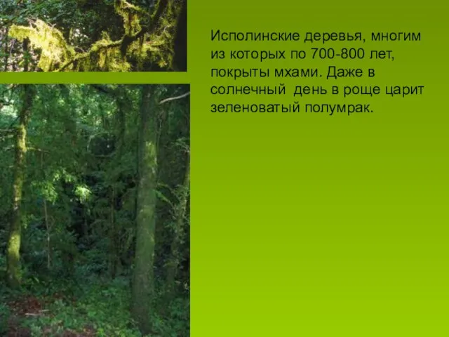 Исполинские деревья, многим из которых по 700-800 лет, покрыты мхами. Даже в