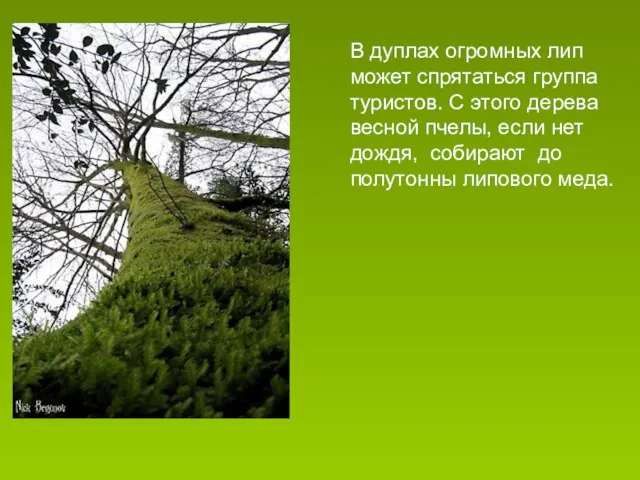 В дуплах огромных лип может спрятаться группа туристов. С этого дерева весной