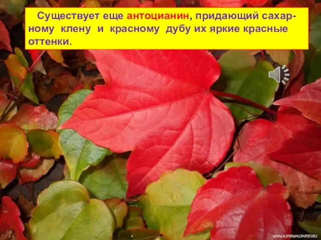 Существует еще антоцианин, придающий сахар-ному клену и красному дубу их яркие красные оттенки.