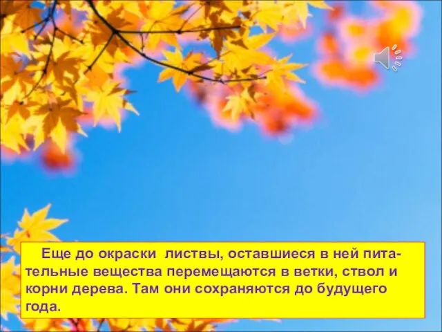 Еще до окраски листвы, оставшиеся в ней пита-тельные вещества перемещаются в ветки,