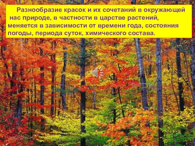 Разнообразие красок и их сочетаний в окружающей нас природе, в частности в