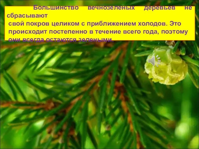 Большинство вечнозеленых деревьев не сбрасывают свой покров целиком с приближением холодов. Это