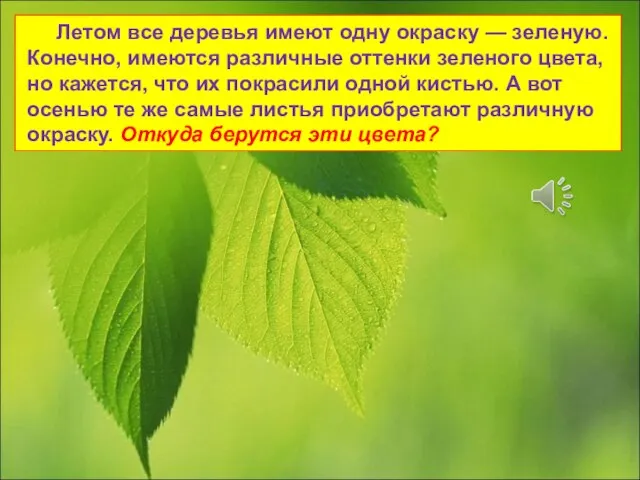 Летом все деревья имеют одну окраску — зеленую. Конечно, имеются различные оттенки