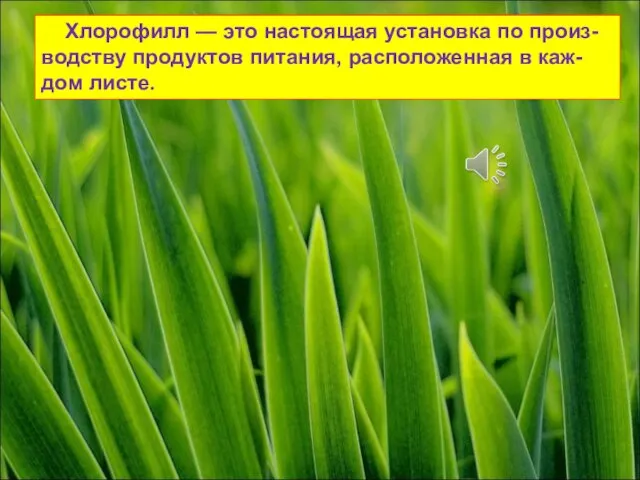 Хлорофилл — это настоящая установка по произ-водству продуктов питания, расположенная в каж-дом листе.