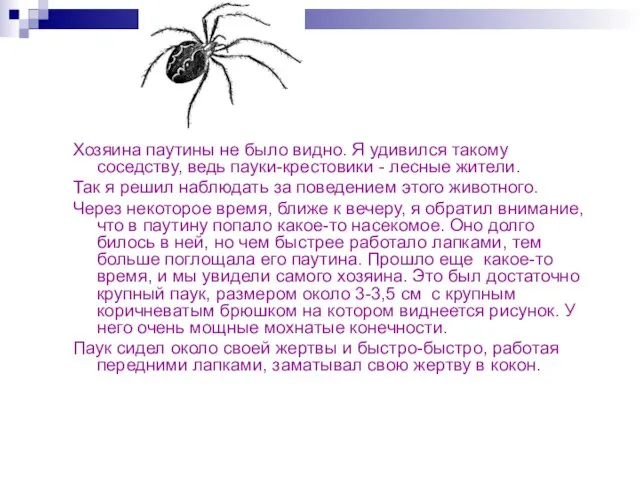 Хозяина паутины не было видно. Я удивился такому соседству, ведь пауки-крестовики -