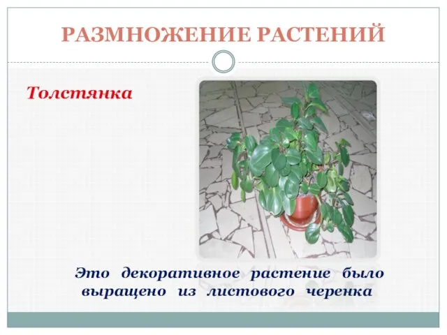 РАЗМНОЖЕНИЕ РАСТЕНИЙ Это декоративное растение было выращено из листового черенка Толстянка