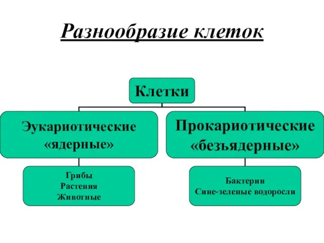 Разнообразие клеток