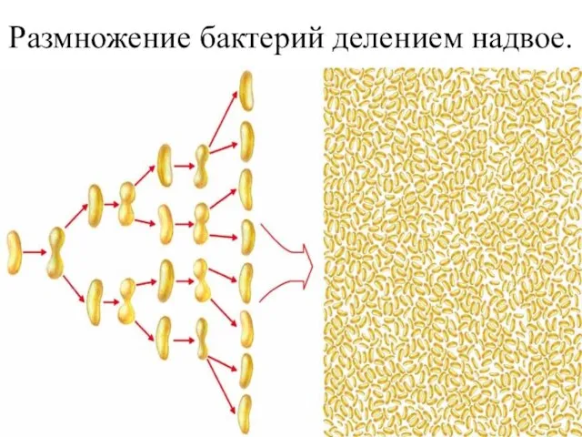 Размножение бактерий делением надвое.