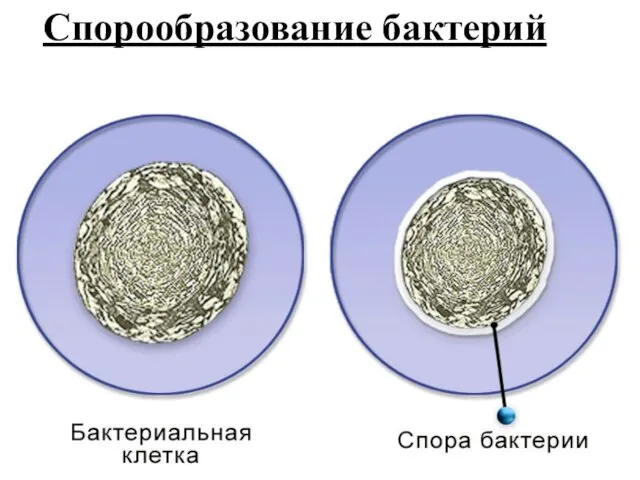 Спорообразование бактерий