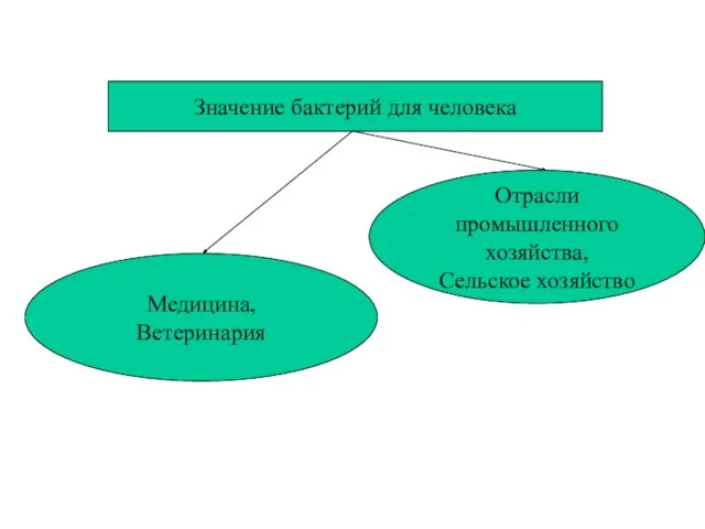 Значение бактерий для человека Медицина, Ветеринария Отрасли промышленного хозяйства, Сельское хозяйство