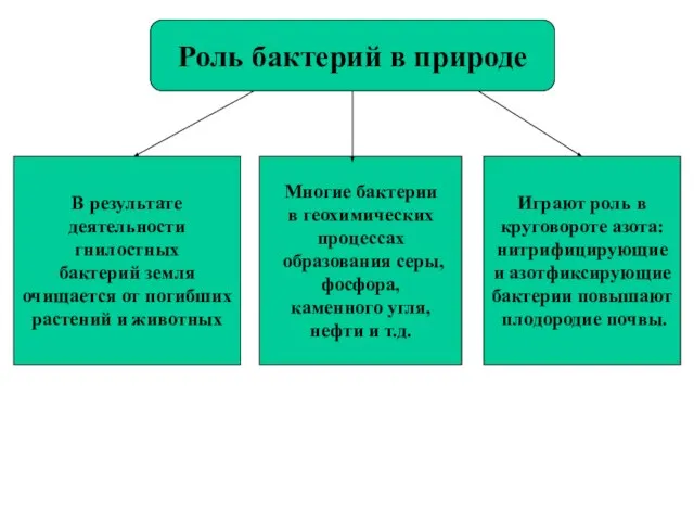 Роль бактерий в природе В результате деятельности гнилостных бактерий земля очищается от