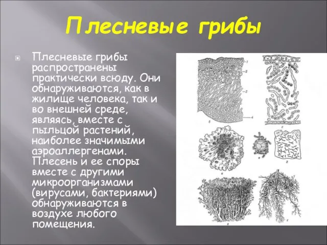 Плесневые грибы Плесневые грибы распространены практически всюду. Они обнаруживаются, как в жилище