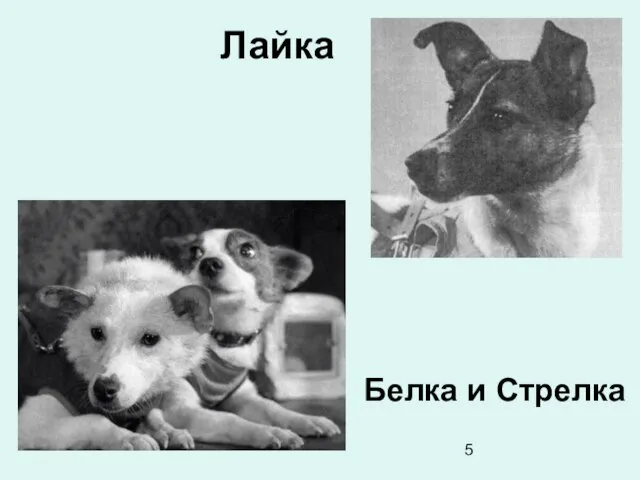 Лайка Белка и Стрелка