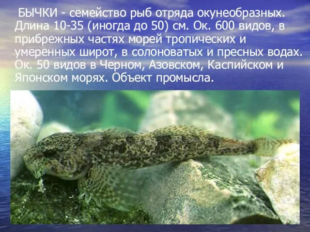 БЫЧКИ - семейство рыб отряда окунеобразных. Длина 10-35 (иногда до 50) см.
