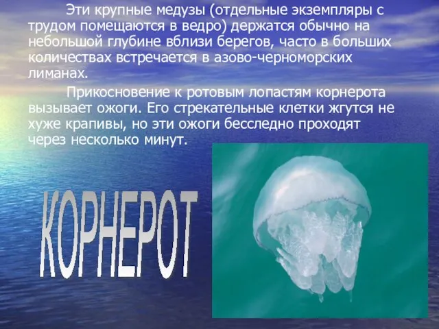Эти крупные медузы (отдельные экземпляры с трудом помещаются в ведро) держатся обычно