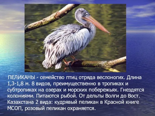 ПЕЛИКАНЫ - семейство птиц отряда веслоногих. Длина 1,3-1,8 м. 8 видов, преимущественно