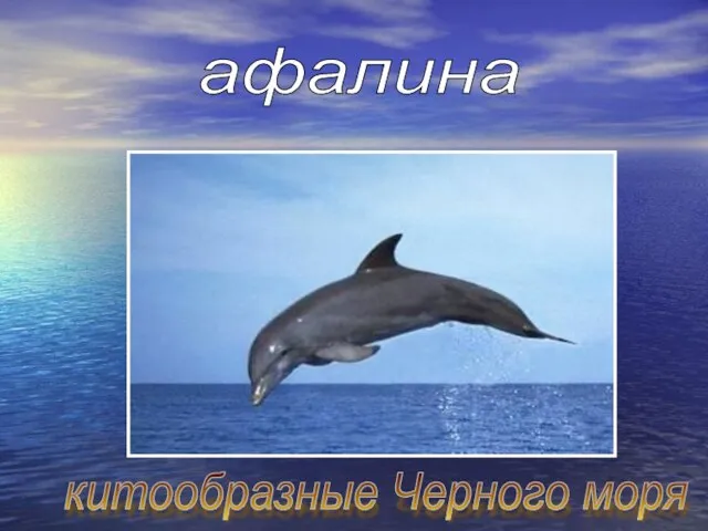 китообразные Черного моря афалина