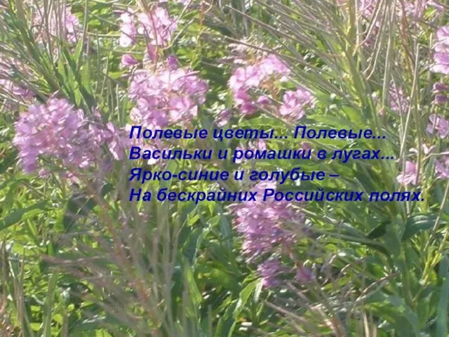 Полевые цветы... Полевые... Васильки и ромашки в лугах... Ярко-синие и голубые – На бескрайних Российских полях.