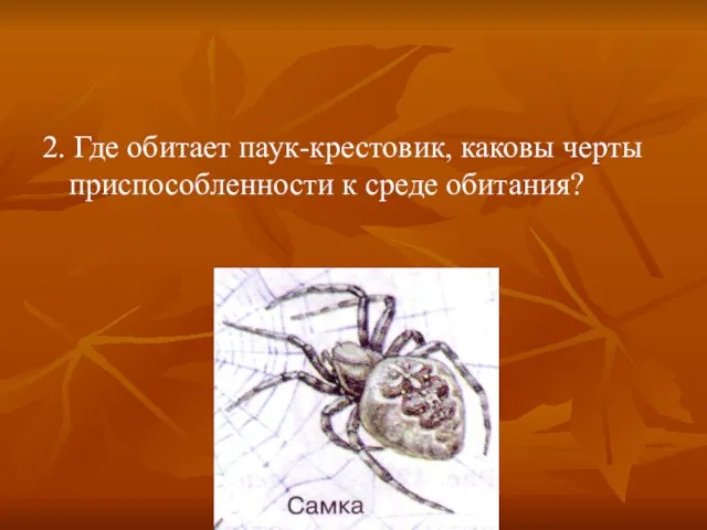 2. Где обитает паук-крестовик, каковы черты приспособленности к среде обитания?