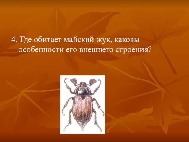 4. Где обитает майский жук, каковы особенности его внешнего строения?