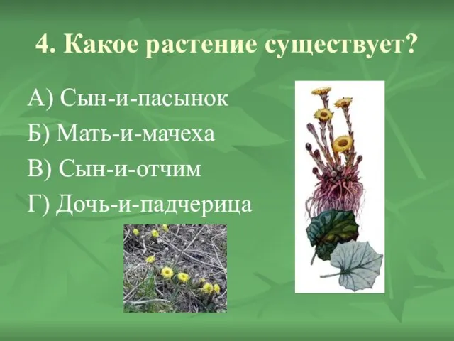 4. Какое растение существует? А) Сын-и-пасынок Б) Мать-и-мачеха В) Сын-и-отчим Г) Дочь-и-падчерица