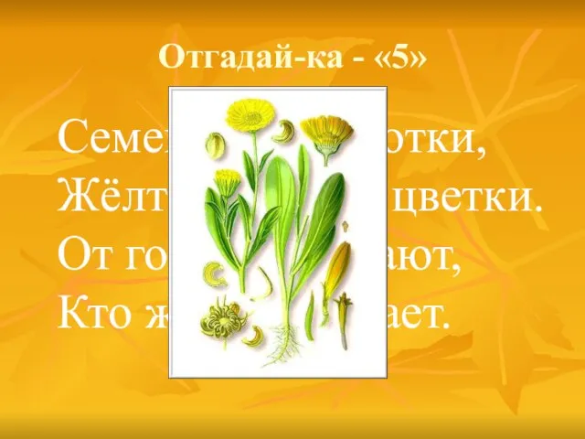 Отгадай-ка - «5» Семена, как коготки, Жёлто-красные цветки. От горла помогают, Кто же их не знает.