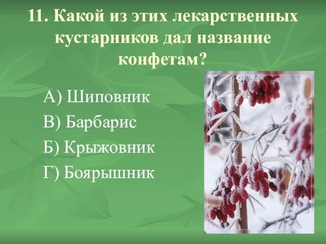 11. Какой из этих лекарственных кустарников дал название конфетам? А) Шиповник В)