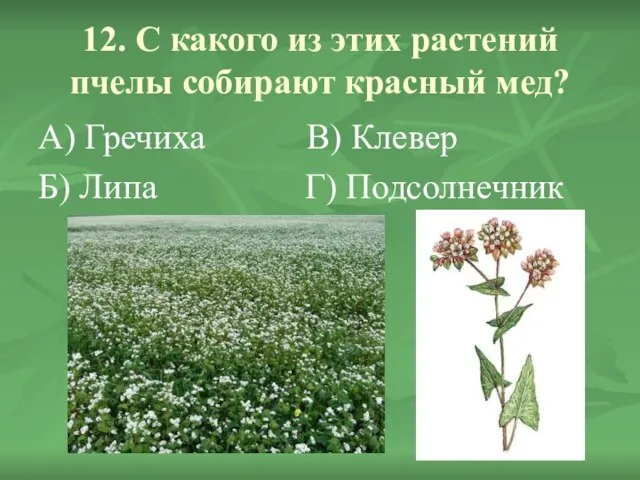 12. С какого из этих растений пчелы собирают красный мед? А) Гречиха