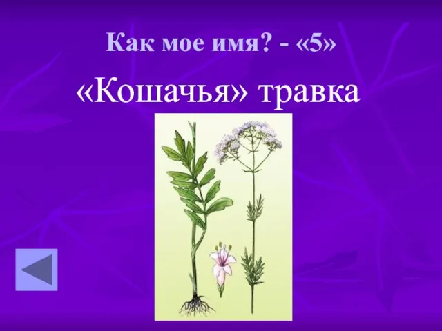 Как мое имя? - «5» «Кошачья» травка