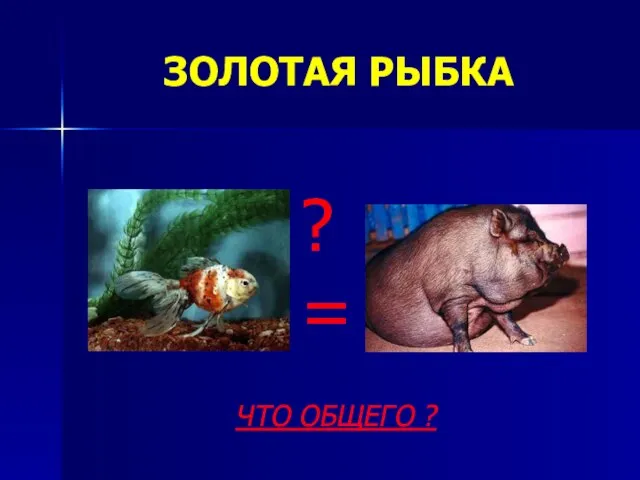 ЗОЛОТАЯ РЫБКА ?= ЧТО ОБЩЕГО ?