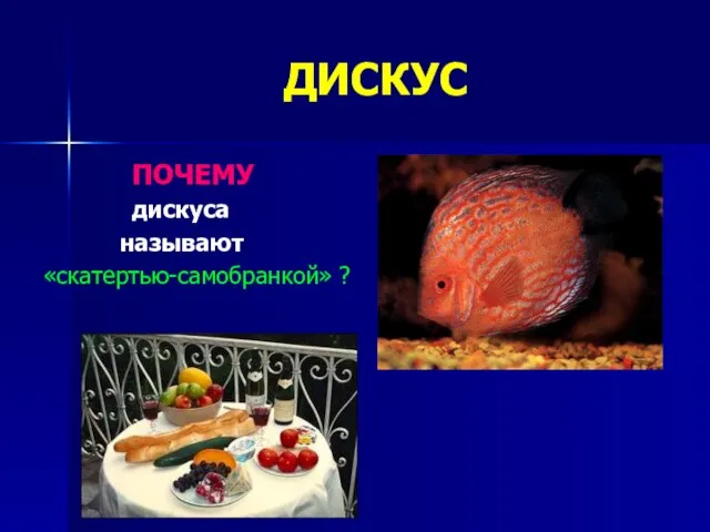 ДИСКУС ПОЧЕМУ дискуса называют «скатертью-самобранкой» ?