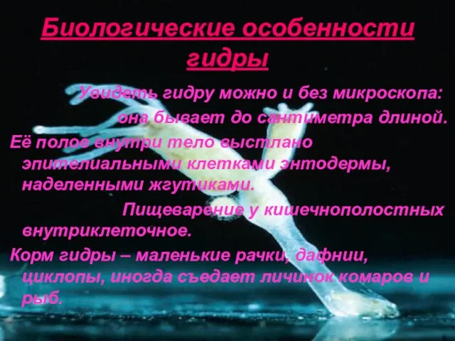 Биологические особенности гидры Увидеть гидру можно и без микроскопа: она бывает до