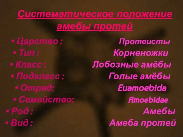 Систематическое положение амебы протей Царство : Протеисты Тип : Корненожки Класс :