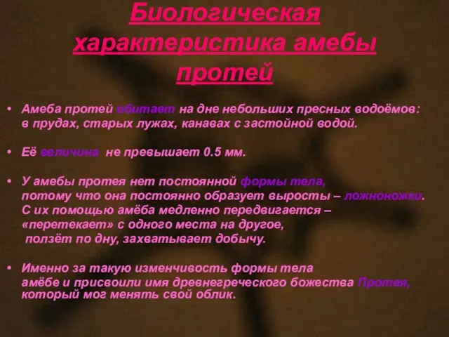 Биологическая характеристика амебы протей Амеба протей обитает на дне небольших пресных водоёмов: