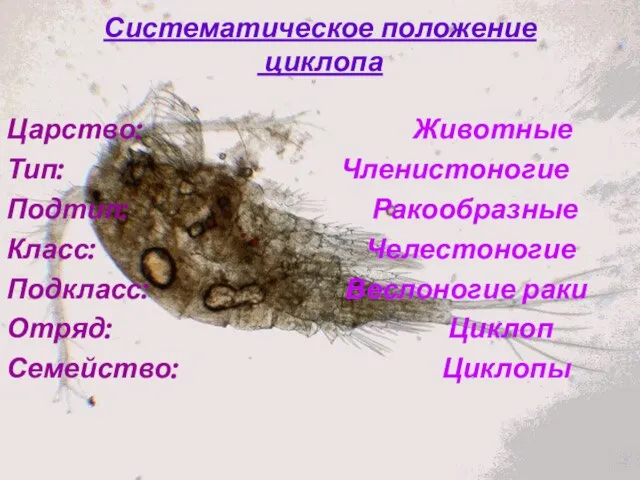 Систематическое положение циклопа Царство: Животные Тип: Членистоногие Подтип: Ракообразные Класс: Челестоногие Подкласс:
