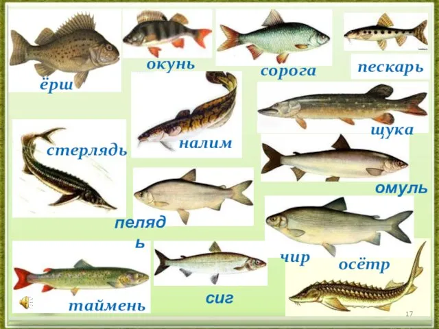 сорога пескарь щука таймень осётр чир ёрш стерлядь пелядь сиг омуль налим окунь