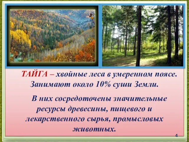 ТАЙГА – хвойные леса в умеренном поясе. Занимают около 10% суши Земли.