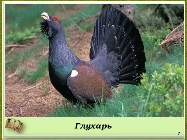 Глухарь