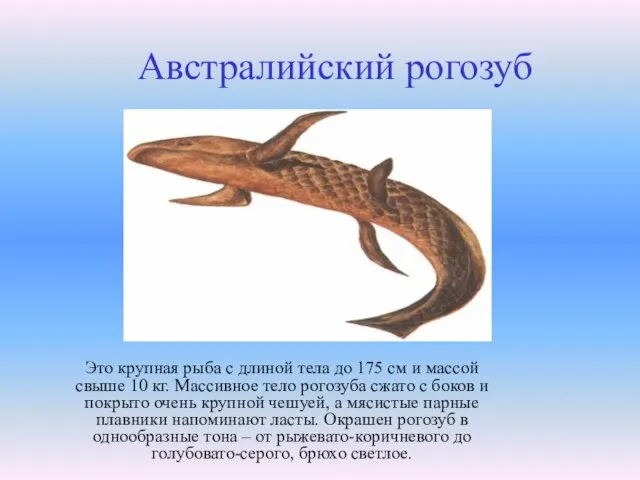 Австралийский рогозуб Это крупная рыба с длиной тела до 175 см и