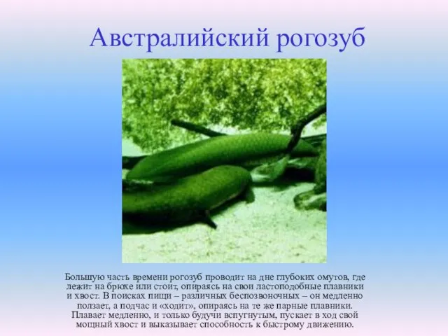 Австралийский рогозуб Большую часть времени рогозуб проводит на дне глубоких омутов, где