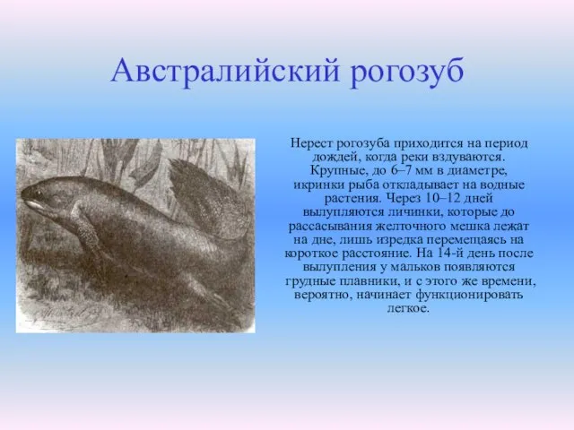 Австралийский рогозуб Нерест рогозуба приходится на период дождей, когда реки вздуваются. Крупные,