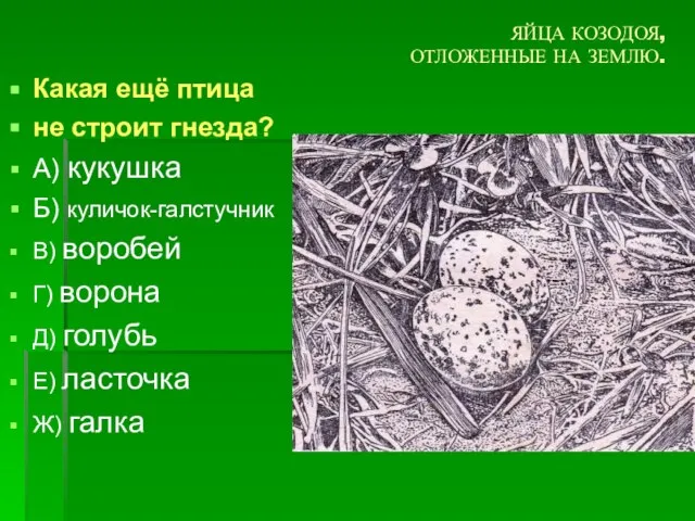 ЯЙЦА КОЗОДОЯ, ОТЛОЖЕННЫЕ НА ЗЕМЛЮ. Какая ещё птица не строит гнезда? А)